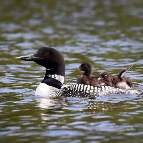 Marilyn Mikkelsen - Loon with 2 babies